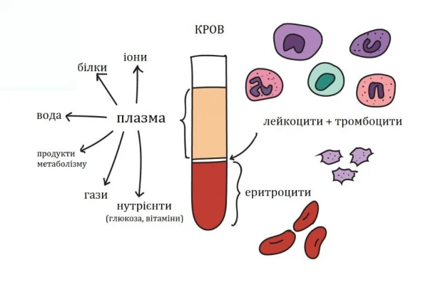 Системи розділення центрифугованої крові на компоненти